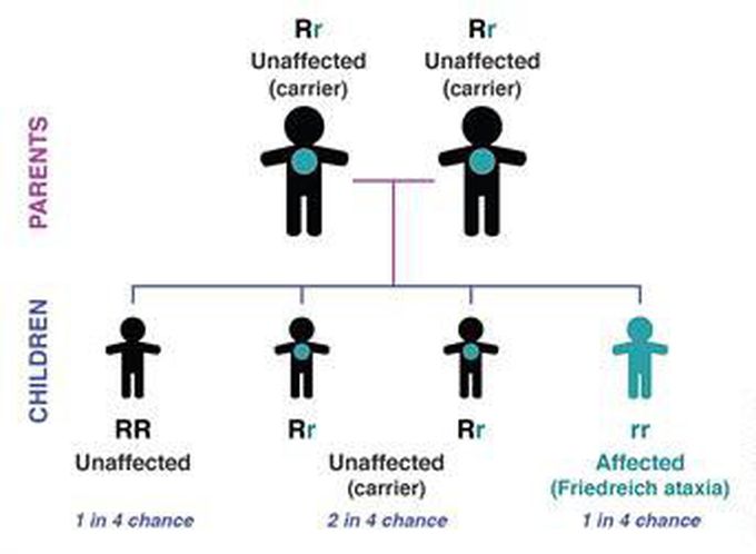 Cause of Fiiedreich ataxia