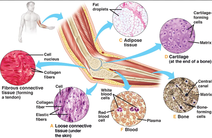 Connective tissue