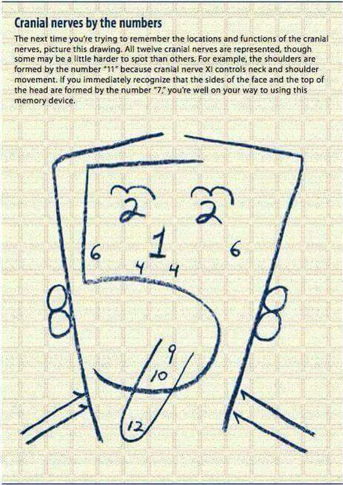 Cranial Nerves by the Numbers