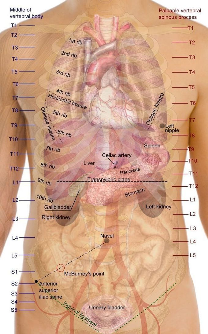 Anatomy!