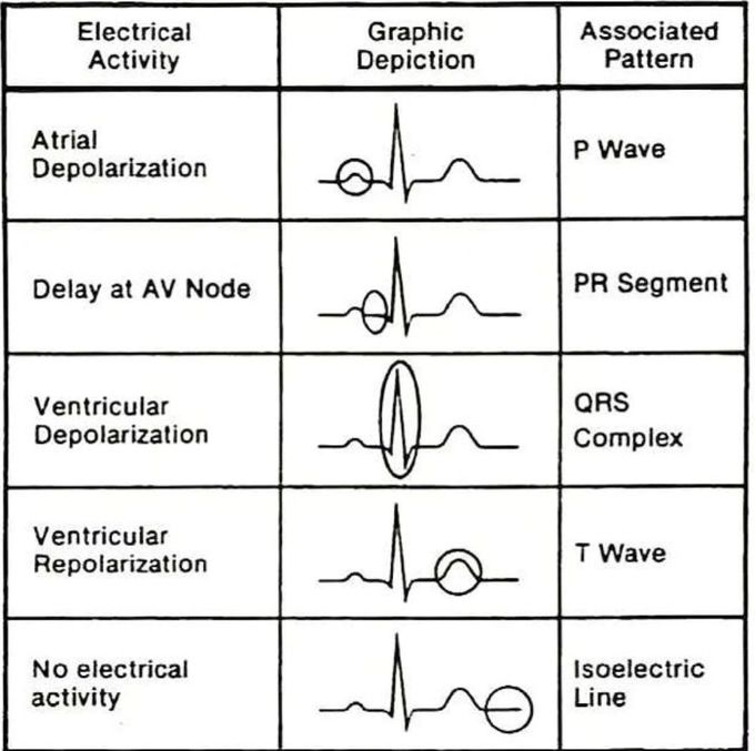 ECG Segments