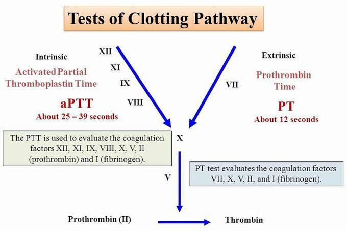 Activated prothrombin time