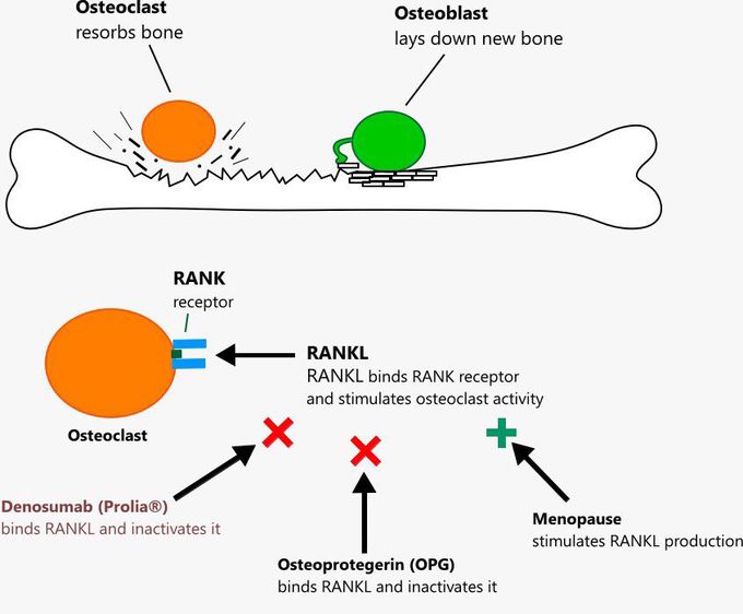 Osteoclast and osteoblast