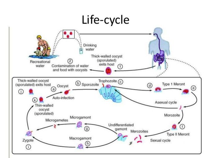 Image: The prevalence of cryptosporidium oocysts in wild birds