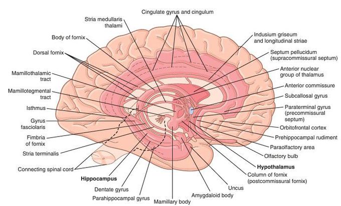 Limbic system