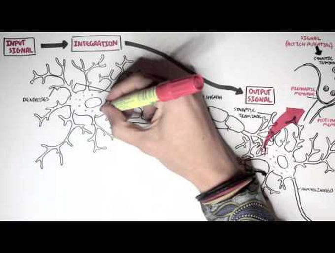 The Neuron