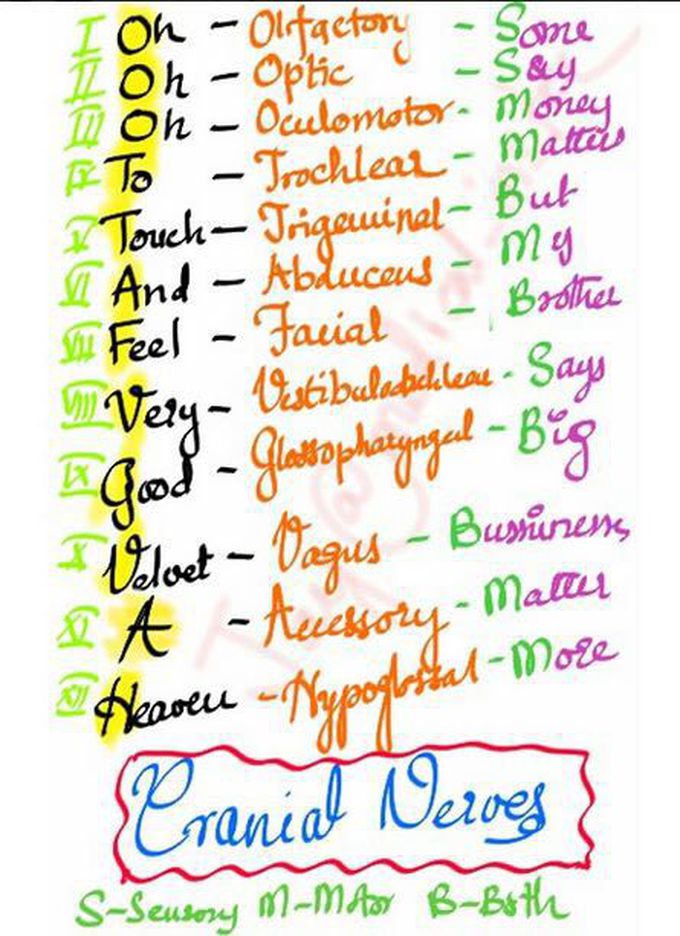 Cranial nerves mnemonic - MEDizzy