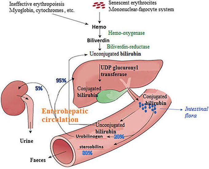 Bilirubin metabolism