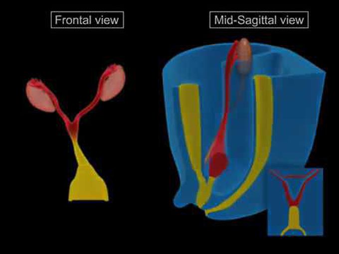 Reproductive System Development: Animation