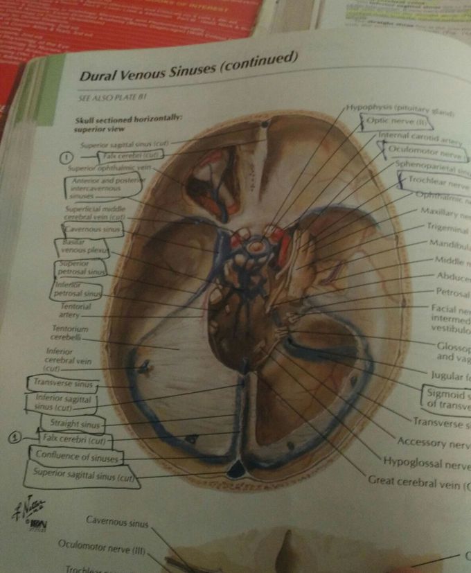 Venous drainage of brain