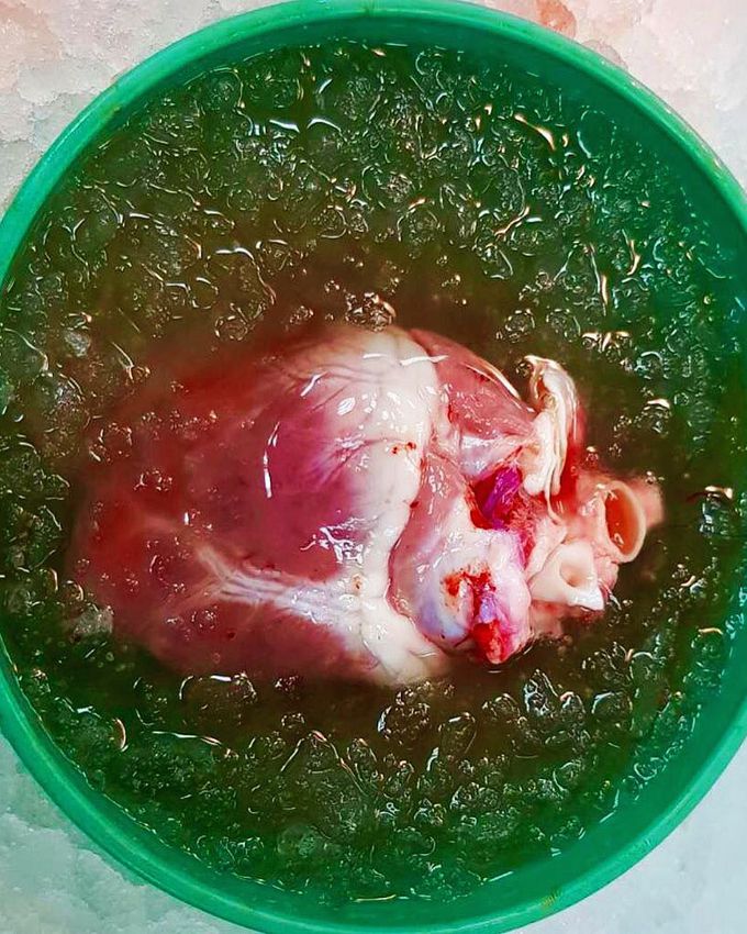 A heart chilling in an ice bucket prior to its transplantation!  