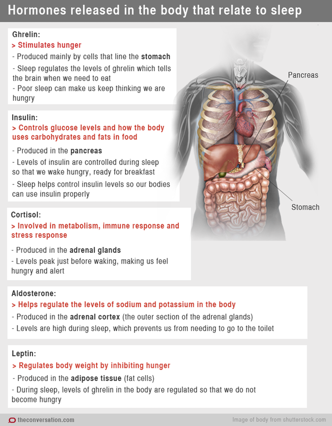 Hormones released in the body related to sleep