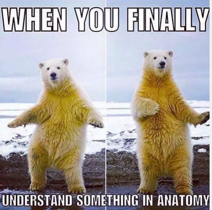 Anatomy Struggles