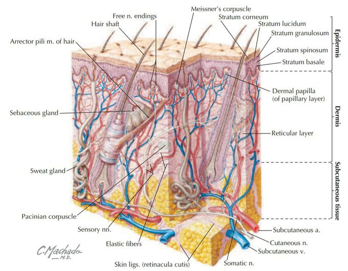 #chapter_1
#introduction_To_The_Human_Body
#SKIN
*The skin is the largest organ in the body, accounting for about 15% to 20% of the total body mass, and has the following functions:
• Protection:
against mechanical abrasion and in immune responses, as well as prevention of dehydration. 
• Temperature regulation:
 largely through vasodilation, vasoconstriction, fat storage, or activation of sweat glands.
• Sensations:
to touch by specialized mechanoreceptors such as pacinian and Meissner’s corpuscles; to pain by nociceptors; and to temperature by thermoreceptors. 
• Endocrine regulation:
by secretion of hormones, cytokines, and growth factors, and by synthesis and storage of vitamin D. 
• Exocrine secretions:
by secretion of sweat and oily sebum from sebaceous glands. 

*The skin consists of two layers:
• Epidermis:
is the outer protective layer consisting of a keratinized stratiied squamous epithelium derived from the embryonic ectoderm. 
• Dermis:
is the dense connective tissue layer that gives skin most of its thickness and support, and is derived from the embryonic mesoderm.

*Fascia:
is a connective tissue sheet that may contain variable amounts of fat. It can interconnect structures, provide a conduit for vessels and nerves, and provide a sheath around structures that permits them to slide over one another easily. 

*Supericial_fascia:
is attached to and lies just beneath the dermis of the skin and can vary in thickness and density; it acts as a cushion, contains variable amounts of fat, and allows the skin to glide over its surface. 
*Deep_fascia:
usually consists of a dense connective tissue, is attached to the deep surface of the supericial fascia, and often ensheathes muscles and divides them into functional groupings.

*Common injuries to the skin include abrasions, cuts, and burns. Burns are classiied  as follows: 
• First_degree:
burn damage that is limited to the supericial layers of the epidermis; termed a superﬁcial burn, clinically it causes erythema. 
• Second_degree:
burn damage that includes all of the epidermis and extends into the superficial dermis; termed, it causes blisters but spares the hair follicles and sweat glands.
• Third_degree:
burn damage that includes all the epidermis and dermis and may even involve the subcutaneous tissue and underlying deep fascia and muscle.
____________

✍رضا جعليك