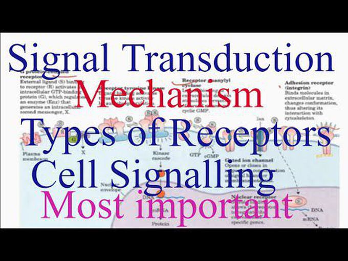 Transduction of signals