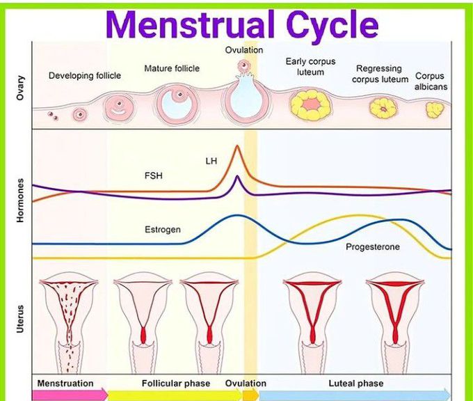 Menstral cycle