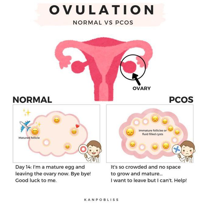 ovulation-medizzy