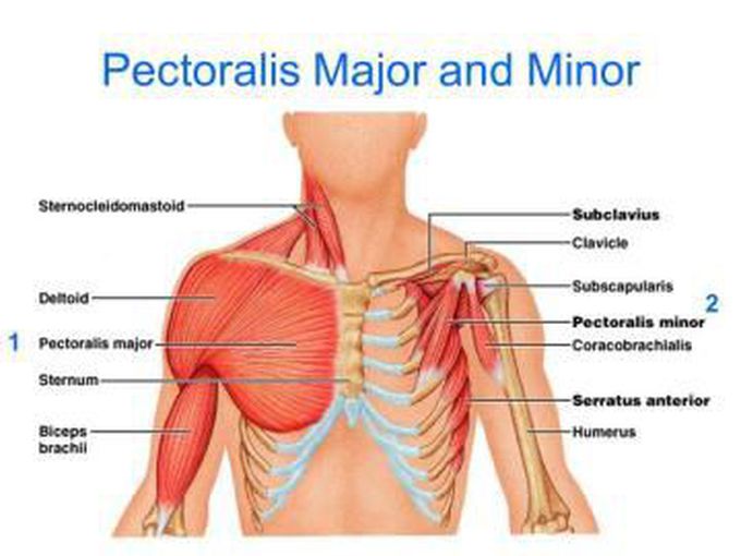 pectoralis major and minor