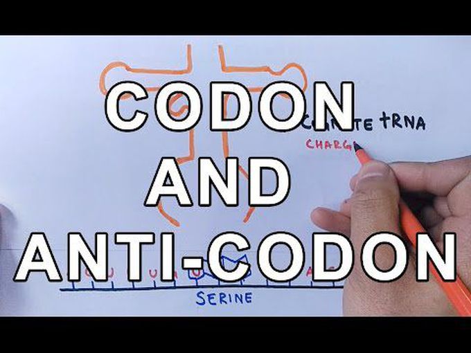 Codon and Anti-Codon