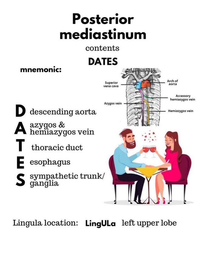 Contents of Posterior Mediastinum