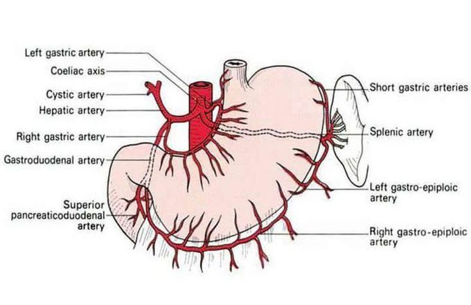 Blood supply of stomach