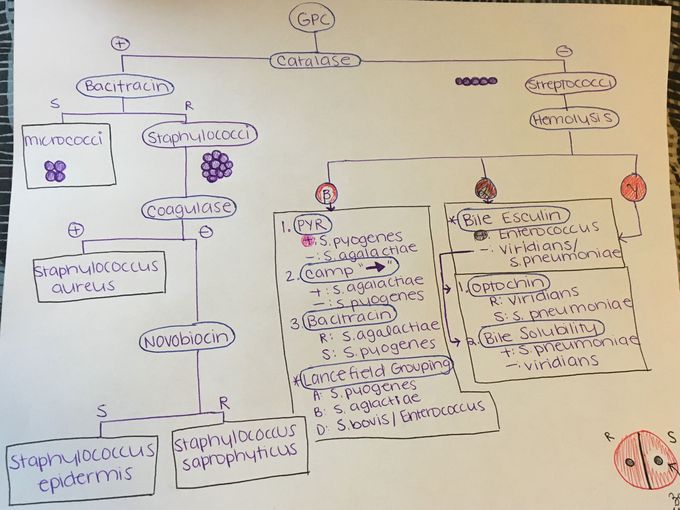 Gram Positive Cocci