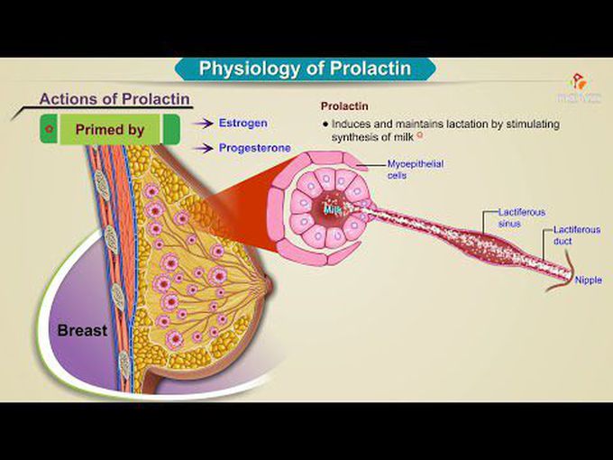 Prolactin physiology- Animation