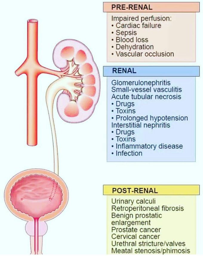 Renal