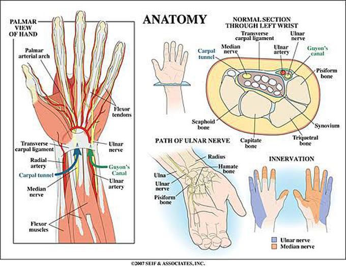 Wrist Region Anatomy