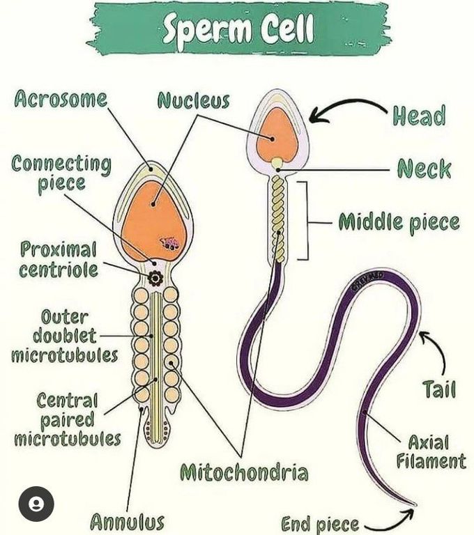 Sperm cells anatomy