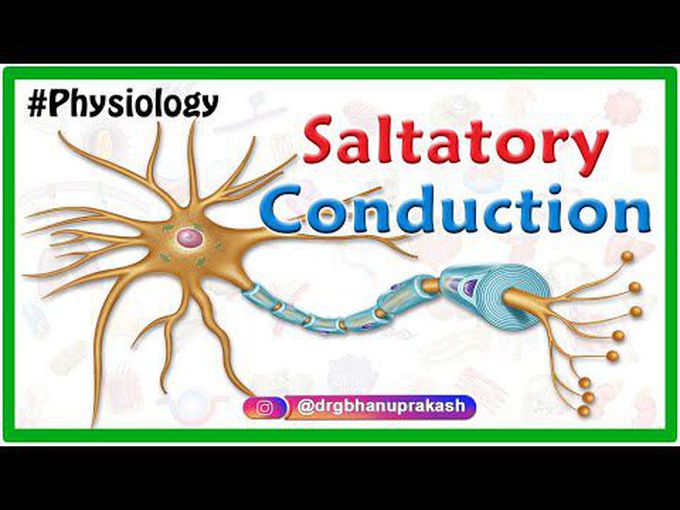 Saltatory Conduction