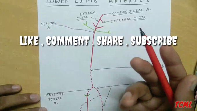 Lower limb Arteries , PART - 2/3