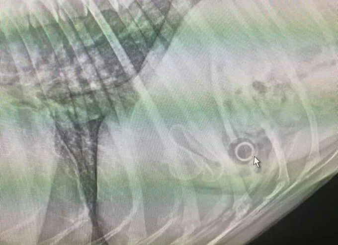 Latersl Abdominal X-Ray