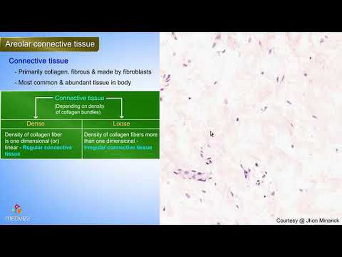 Shotgun Histology of Areolar Connective tissue