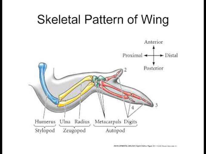 Vertebrate Limb Formation