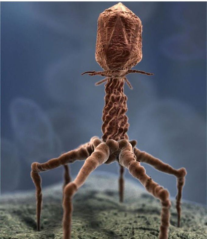 A binary virus