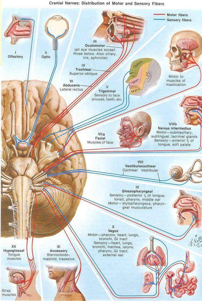 Cranial nerves !!