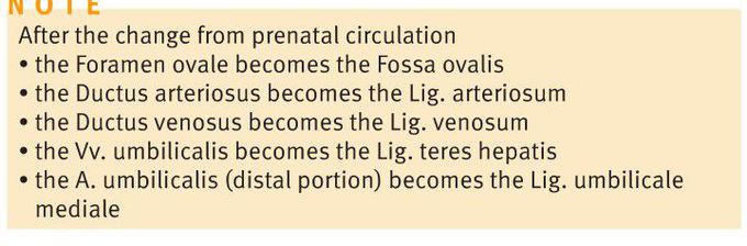 Postnatal changes in circulation