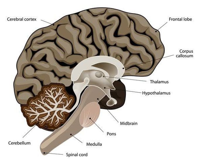 Thalamus