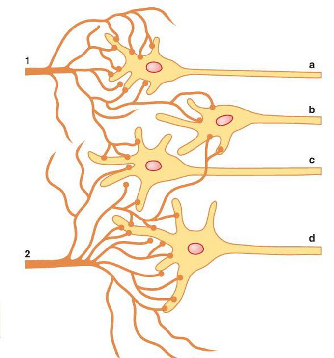 Neuronal pool