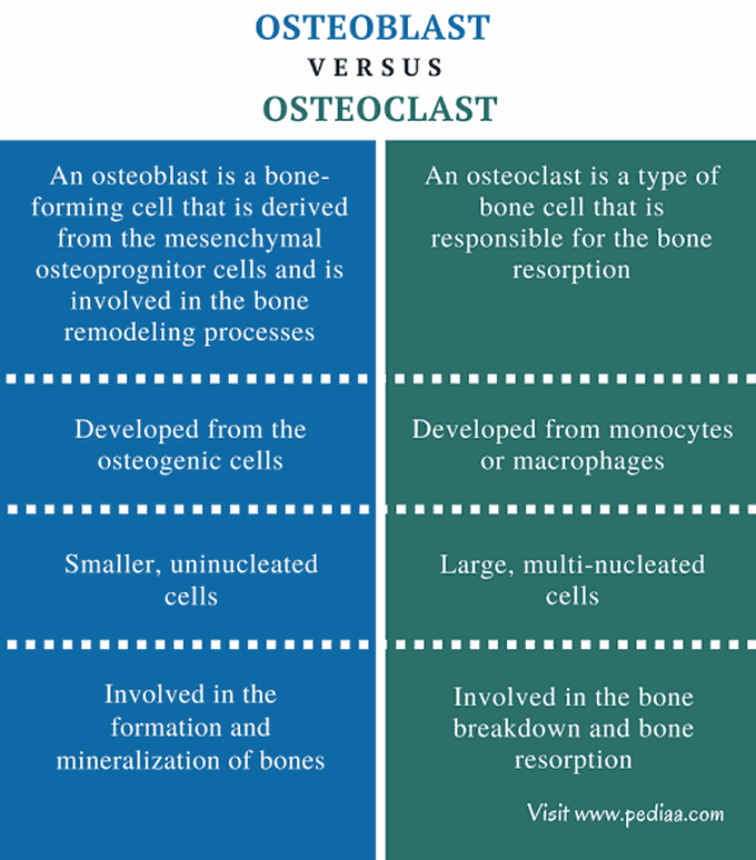 Osteoblasts vs osteoclasts