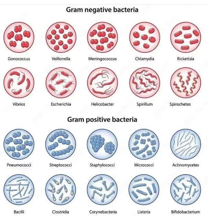 Gram Positive and negative bacteria