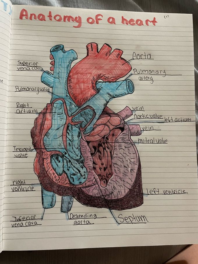 My first attempt at heart anatomy :)