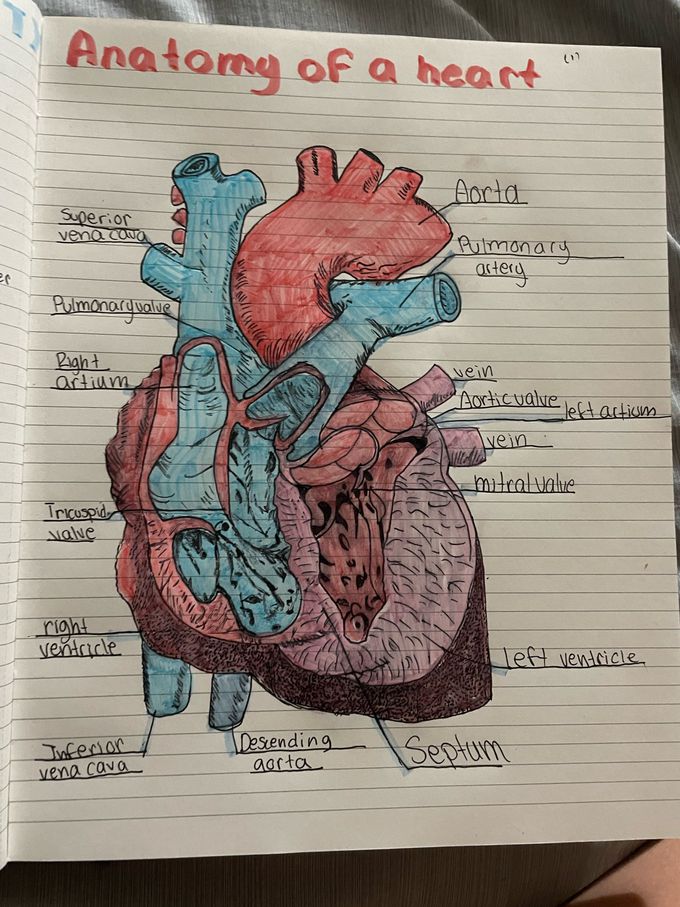 My first attempt at heart anatomy :) - MEDizzy