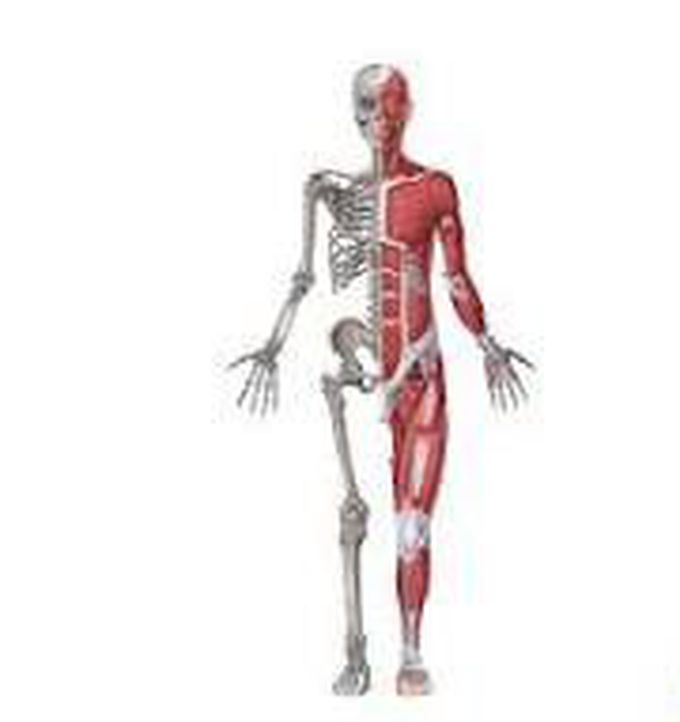 Skeletal muscles