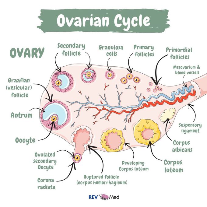 Ovarian Cycle - REV Med Anatomy - MEDizzy