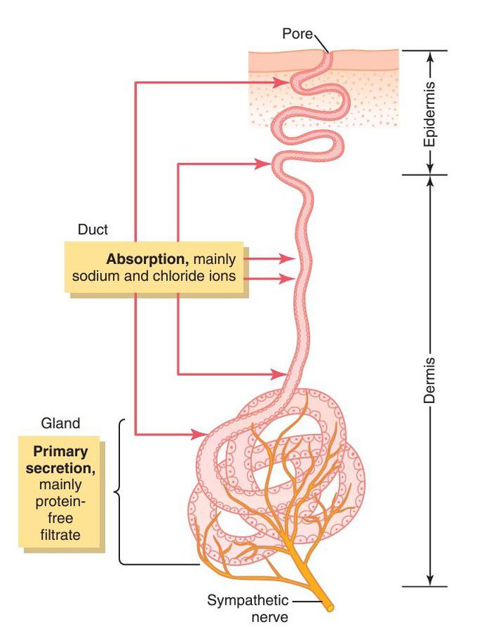 Mechanism of Sweat Secretion.