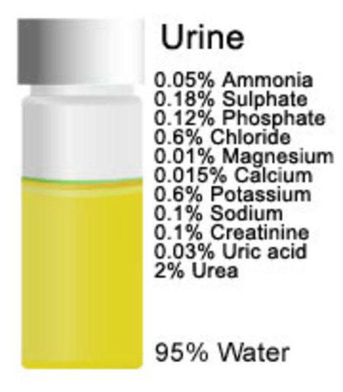 Components of urine