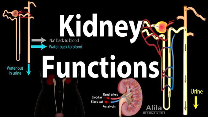 Kidney Homeostatic Functions