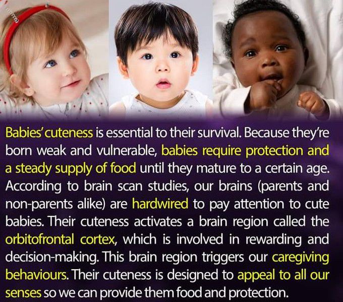 Evolutionary significance of babies' cuteness